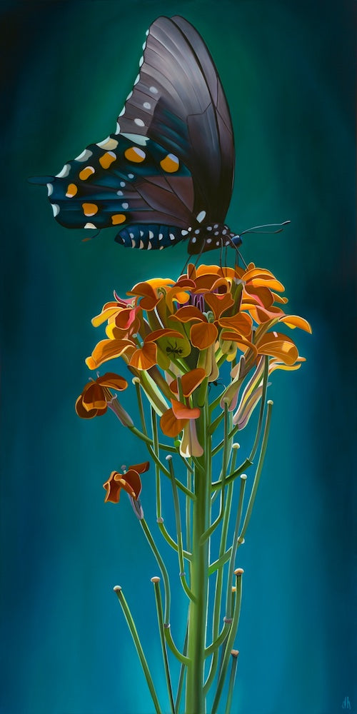 Only Here- Pipevine Swallowtail and Wallflower, Mt. Graham, AZ